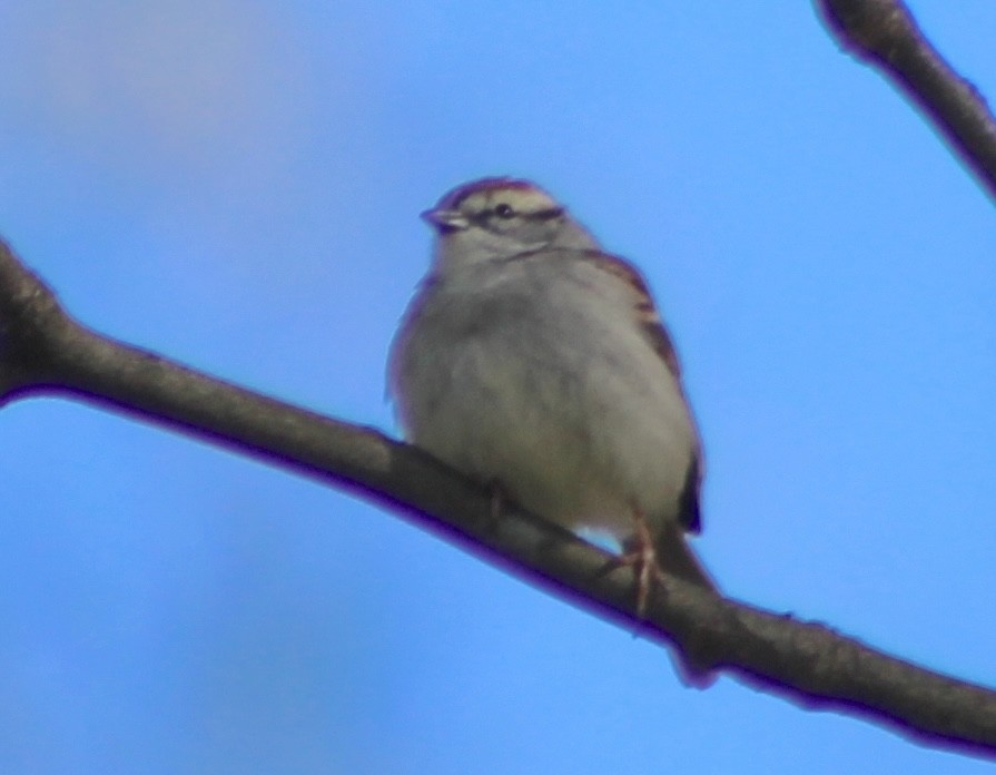 Chipping Sparrow - ML617061940