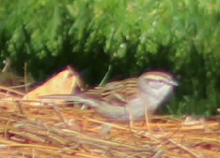 Chipping Sparrow - ML617061960