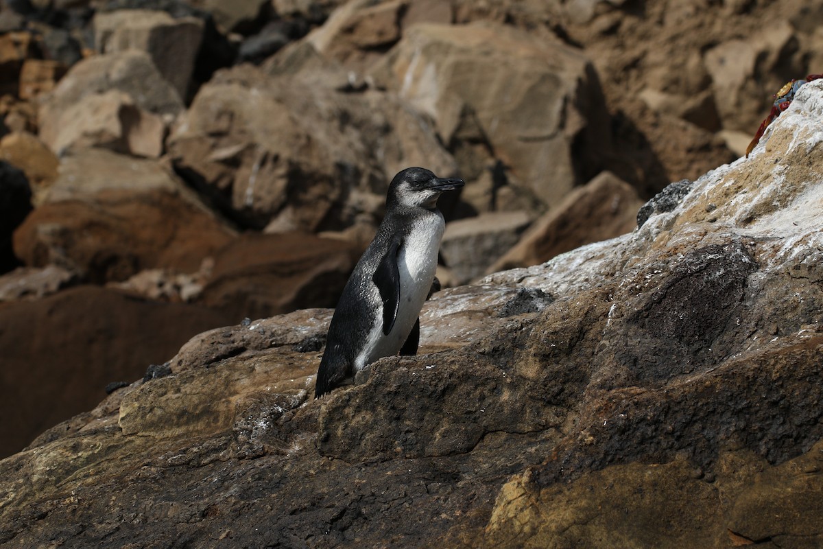 Galapagos Penguin - Bob Rigter