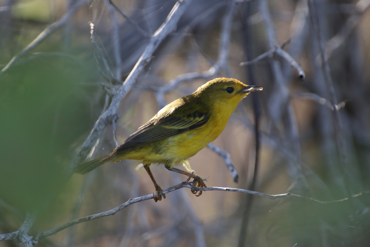 Yellow Warbler - Bob Rigter
