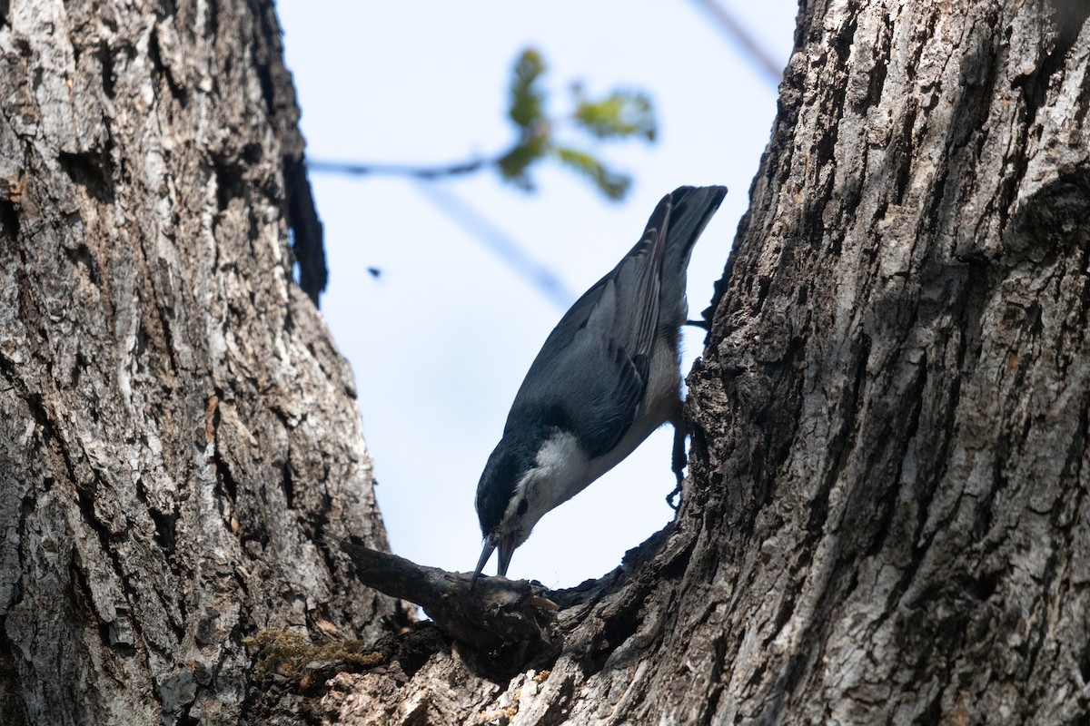 White-breasted Nuthatch - ML617062055