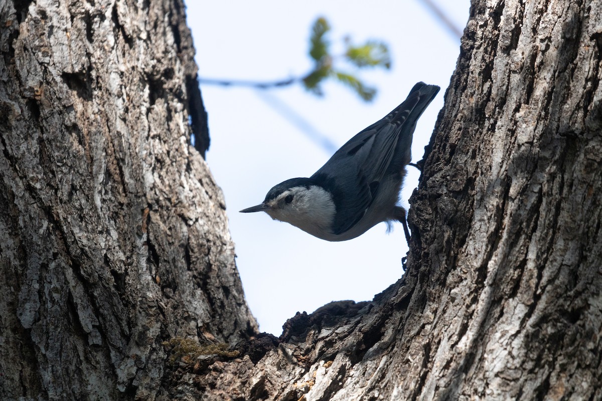 White-breasted Nuthatch - ML617062056