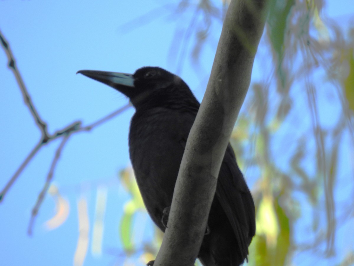 Black Butcherbird - ML617062119