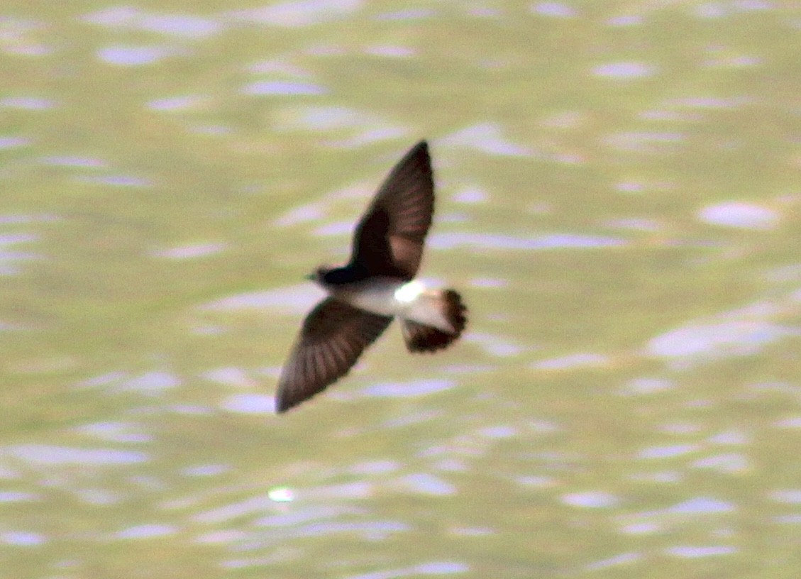 Northern Rough-winged Swallow - ML617062438