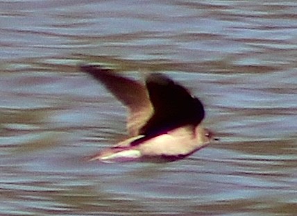 Northern Rough-winged Swallow - ML617062450