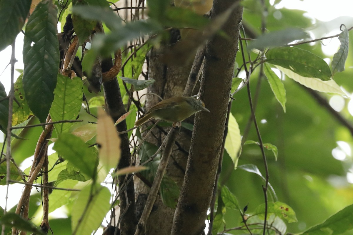 Tawny-crowned Greenlet - ML617062486