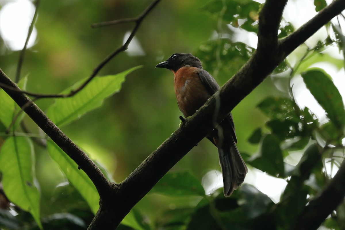 Black-cheeked Ant-Tanager - ML617062511