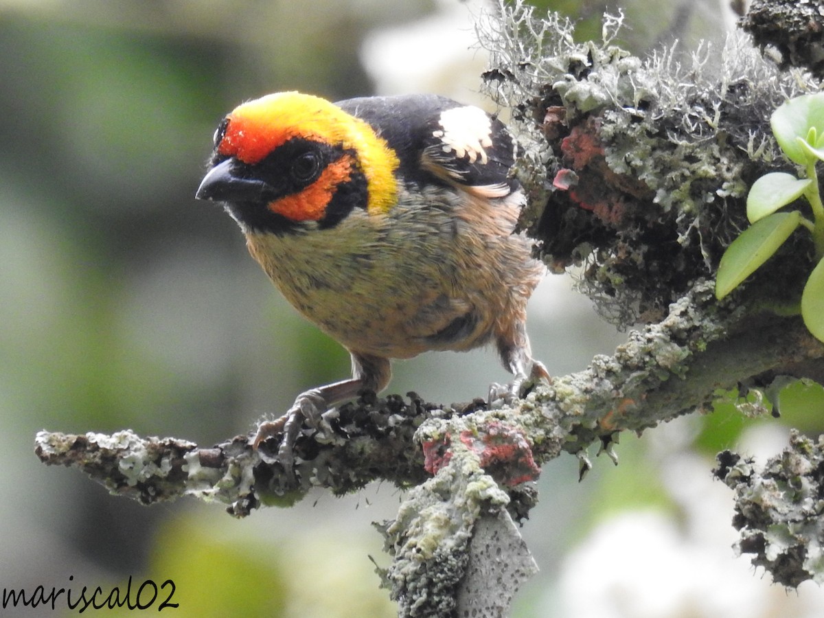 Flame-faced Tanager - ML617062536