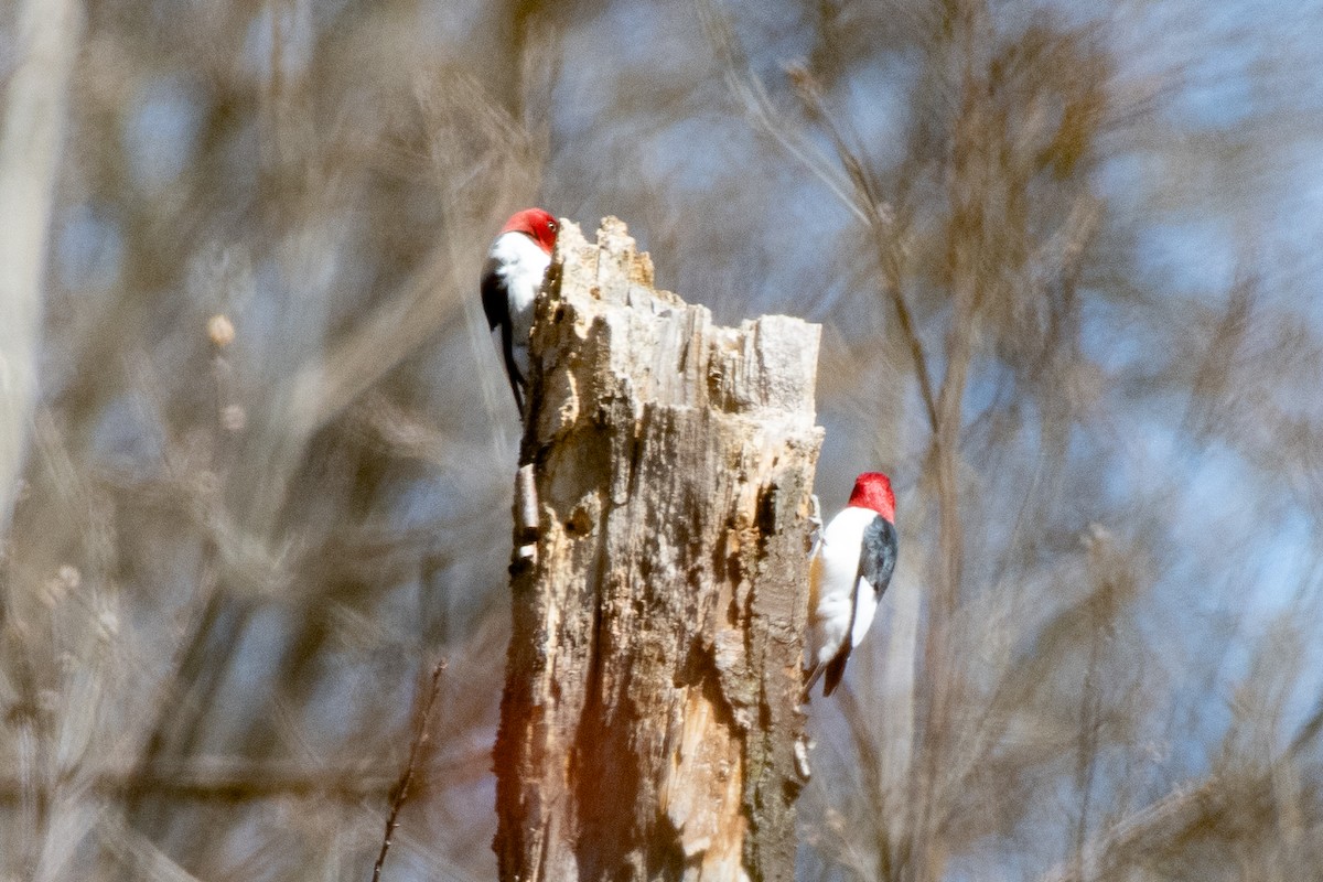 Red-headed Woodpecker - ML617062566