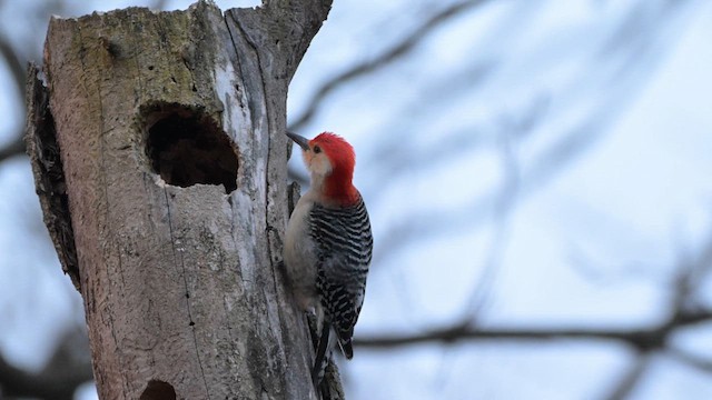 Red-bellied Woodpecker - ML617062644