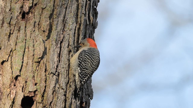 Red-bellied Woodpecker - ML617062646