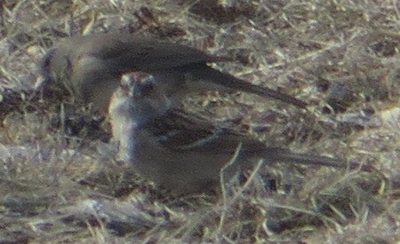 American Tree Sparrow - ML617062849