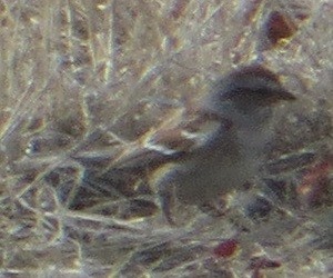 American Tree Sparrow - ML617062850