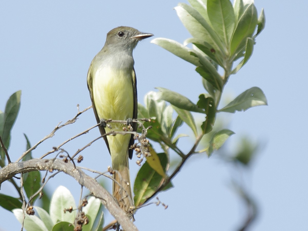 Great Crested Flycatcher - ML617062916