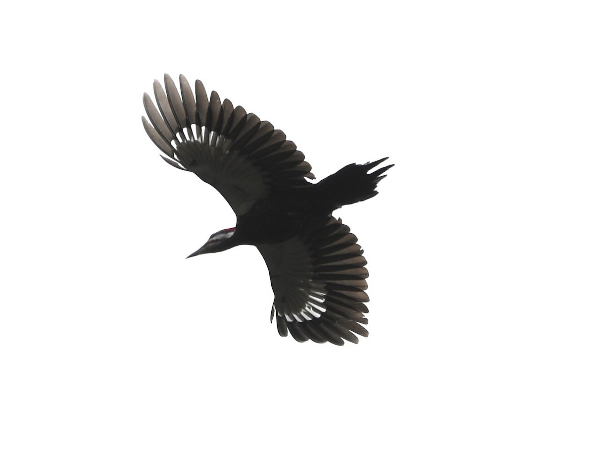 Pileated Woodpecker - ML617062922