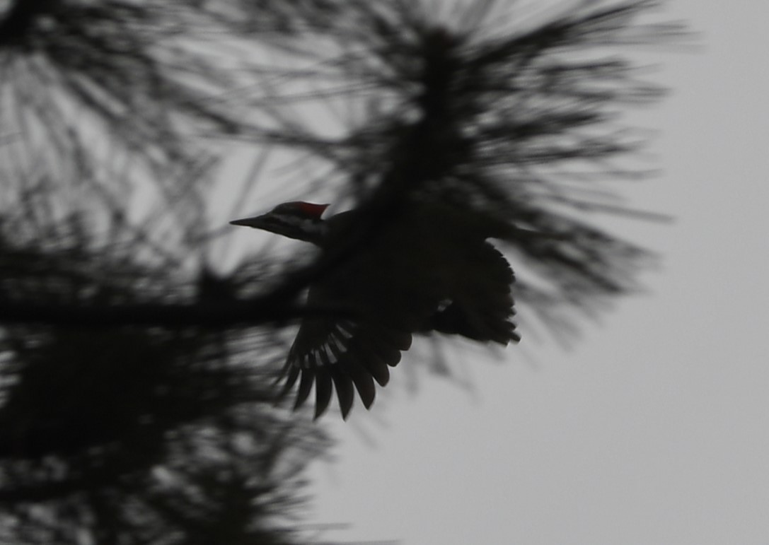 Pileated Woodpecker - Peter Olsoy