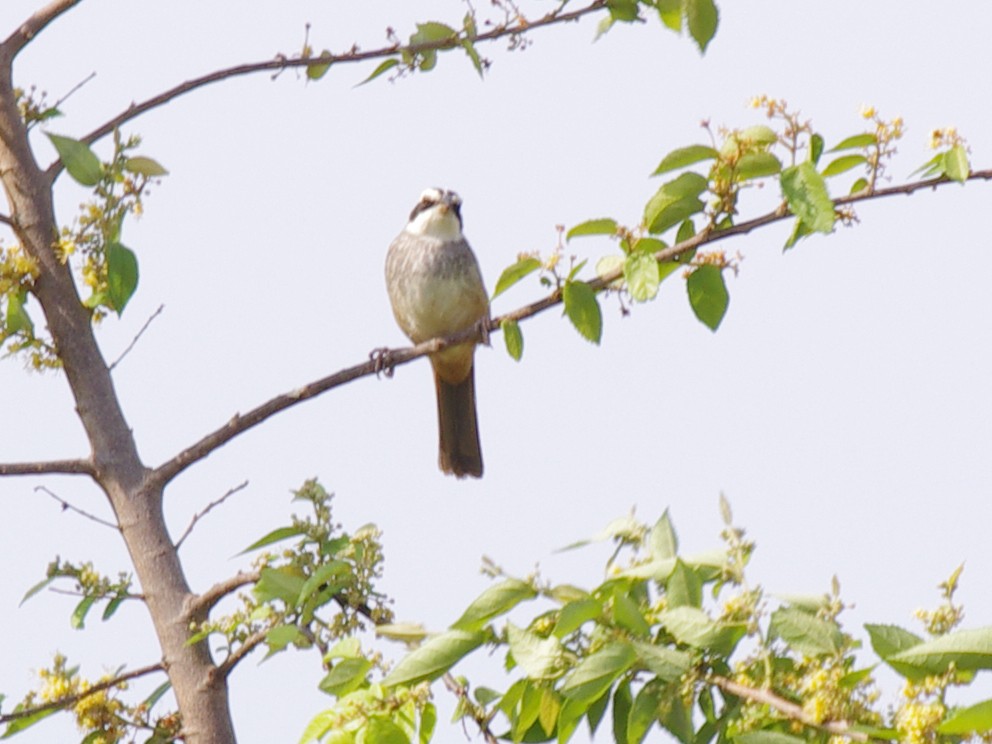 Stripe-headed Sparrow - ML617062943