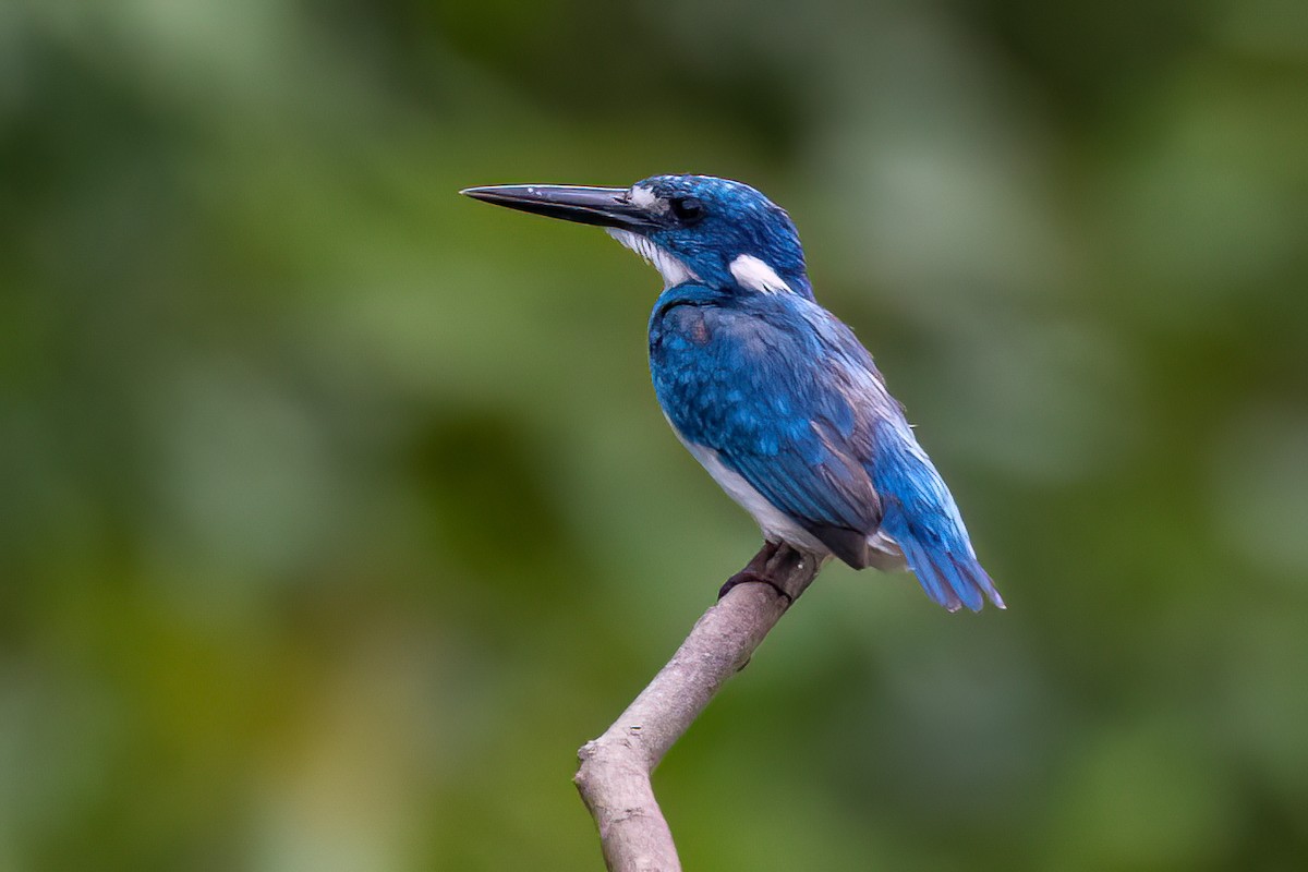 Small Blue Kingfisher - ML617063038