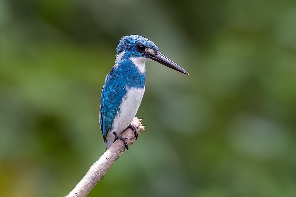 Small Blue Kingfisher - ML617063039