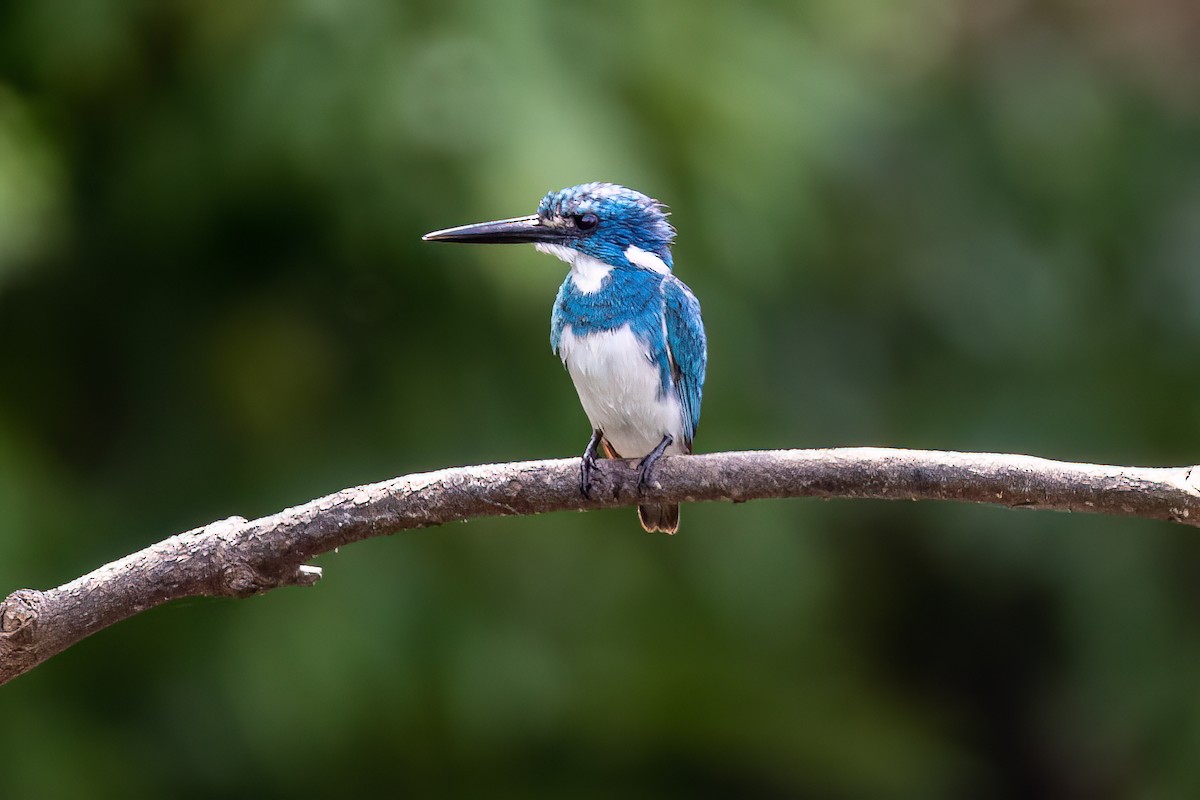 Small Blue Kingfisher - ML617063040