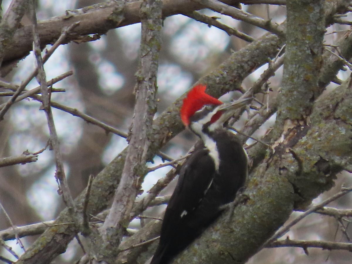 Pileated Woodpecker - ML617063069