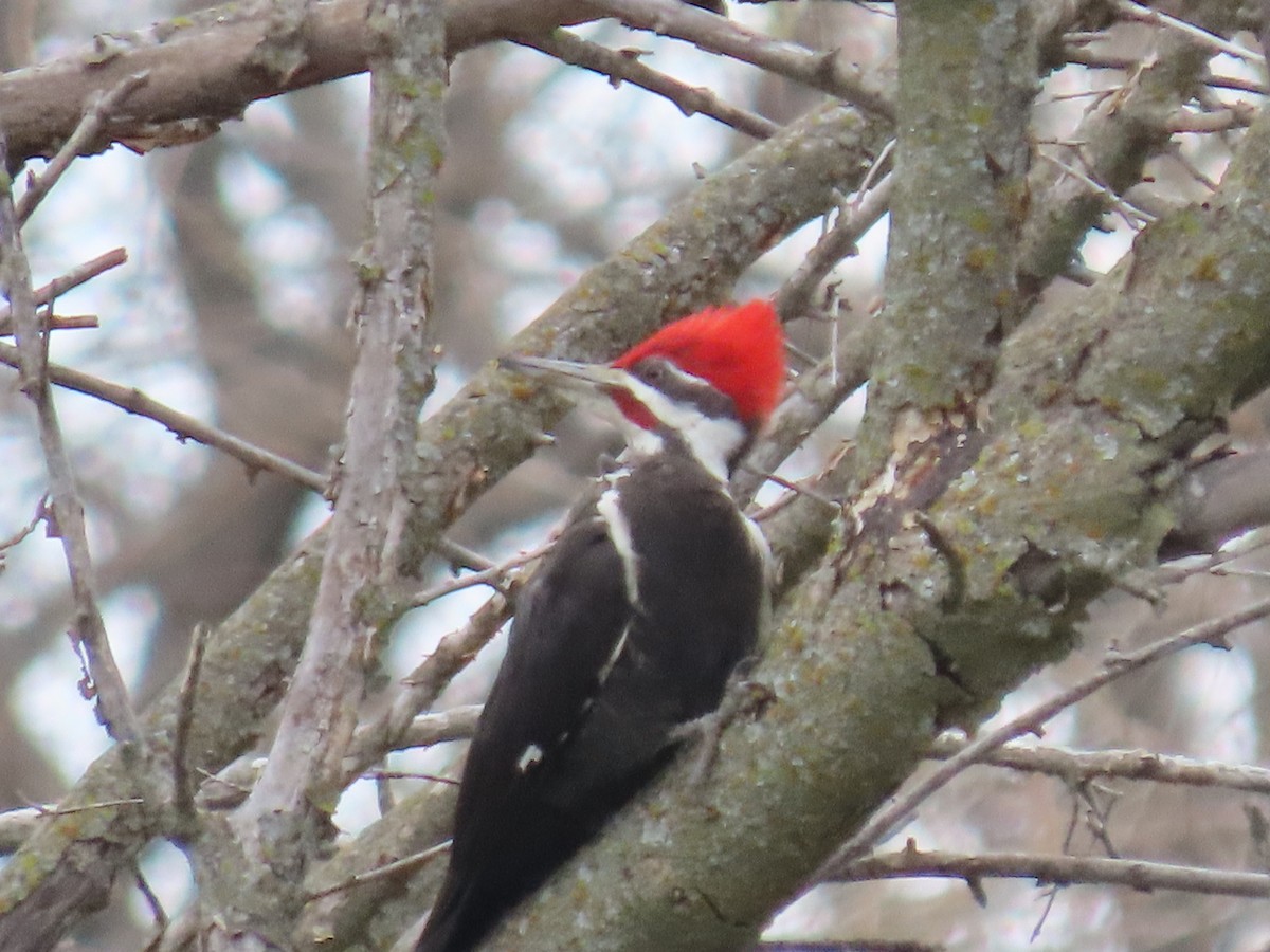 Pileated Woodpecker - Mike Nelson