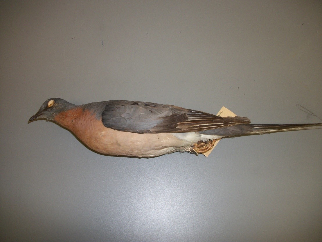 Passenger Pigeon - Muskoka Bird Records Data