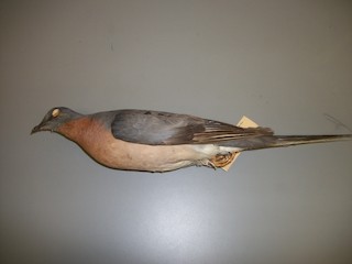  - Passenger Pigeon