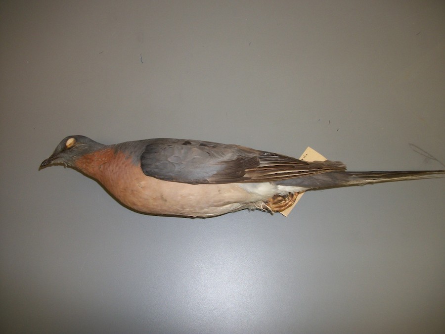 Passenger Pigeon - eBird