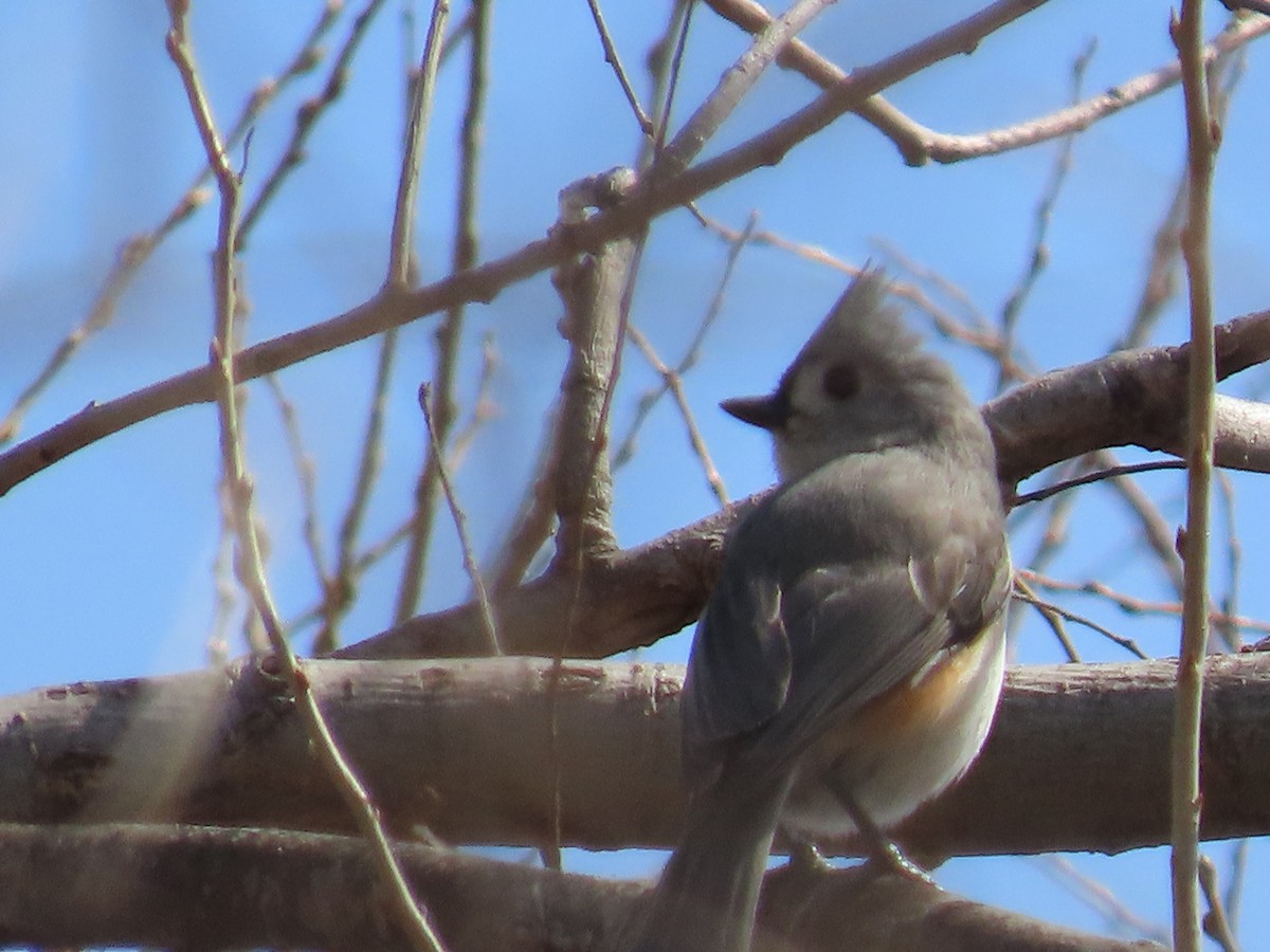 Tufted Titmouse - Mike Nelson