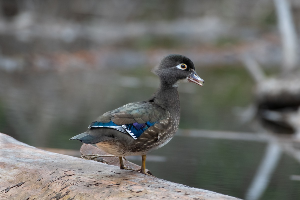 Wood Duck at Cheam Lake Wetlands Regional Park by Chris McDonald