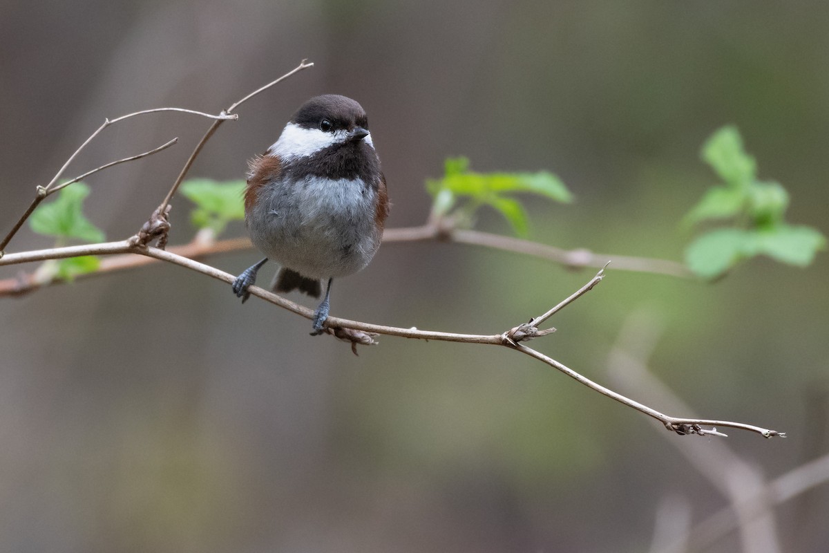 Chestnut-backed Chickadee at Cheam Lake Wetlands Regional Park by Chris McDonald