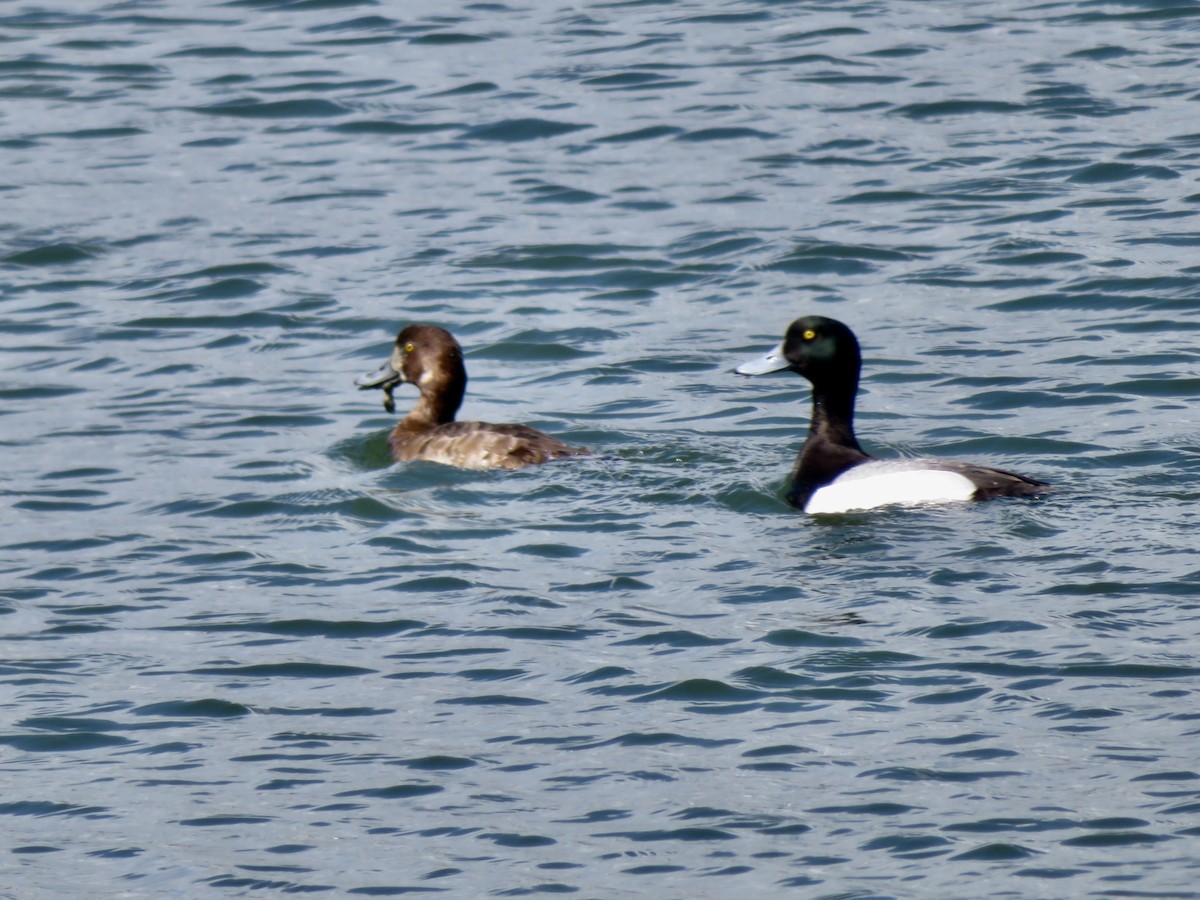 Greater Scaup - ML617063167
