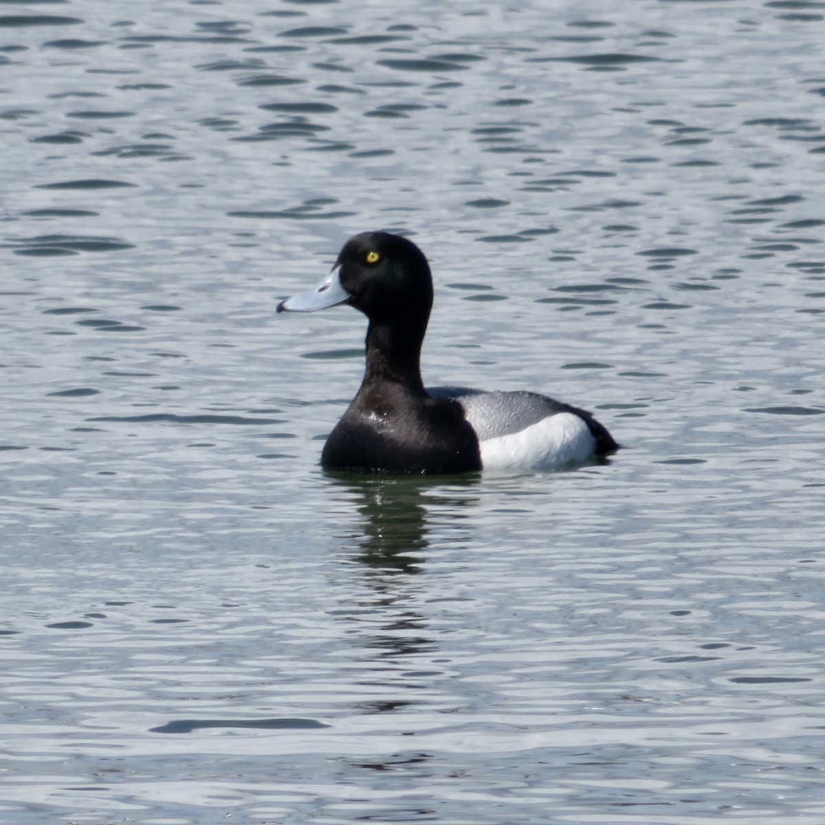 Greater Scaup - ML617063191