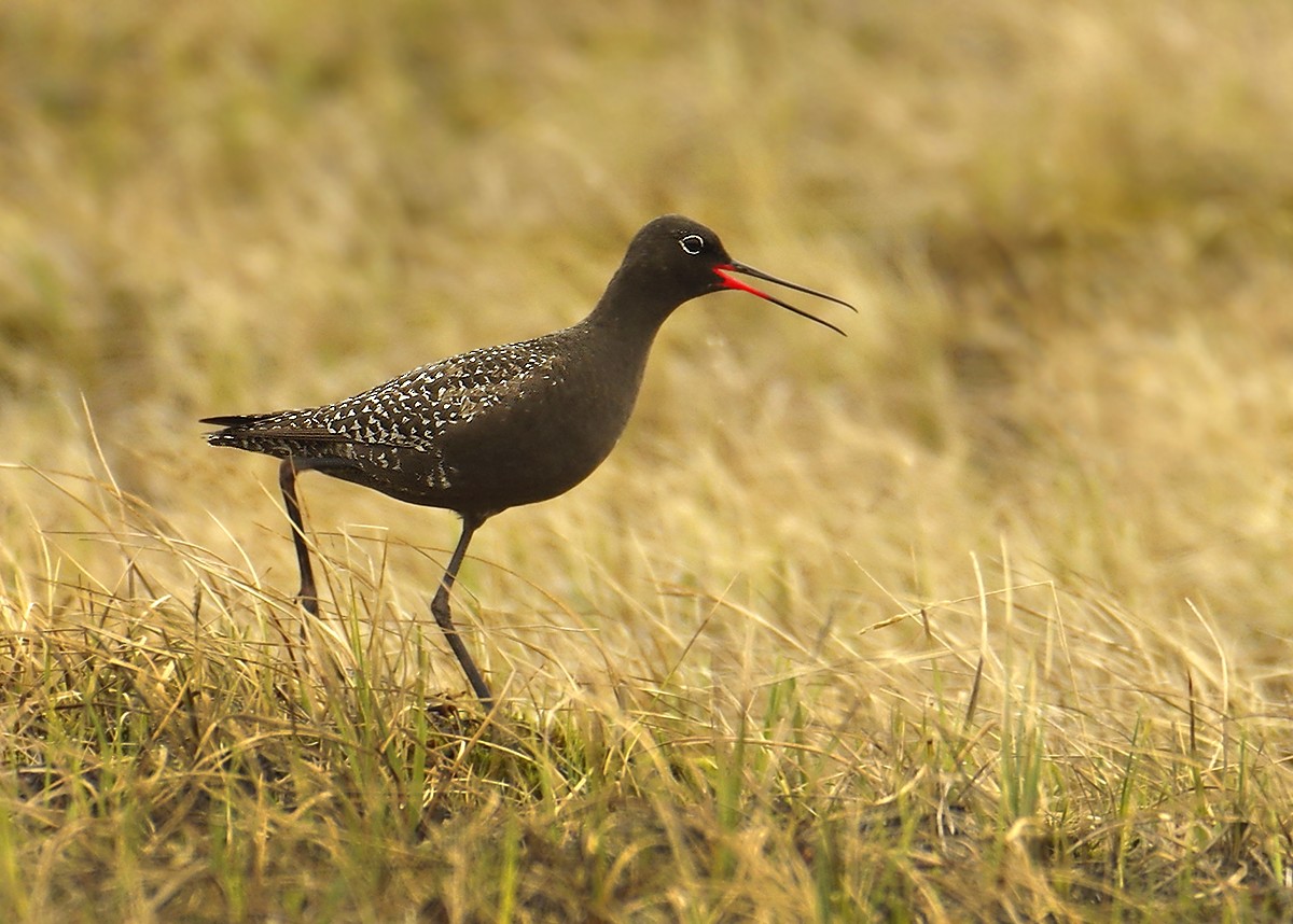 Spotted Redshank - ML617063243