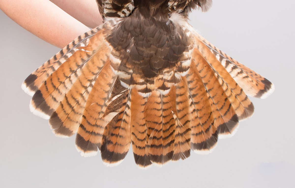Red-tailed Hawk (calurus/abieticola) - ML617063409