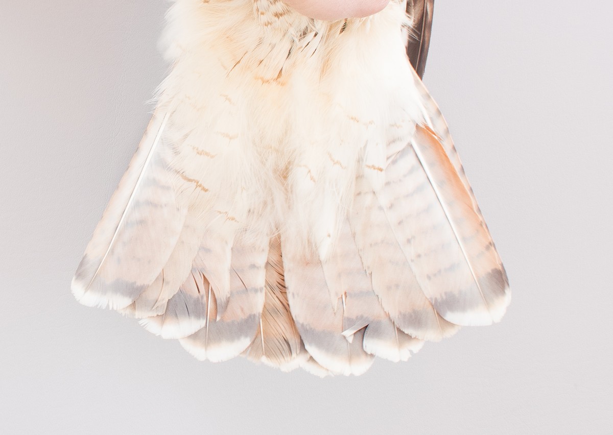 Red-tailed Hawk (calurus/abieticola) - ML617063414