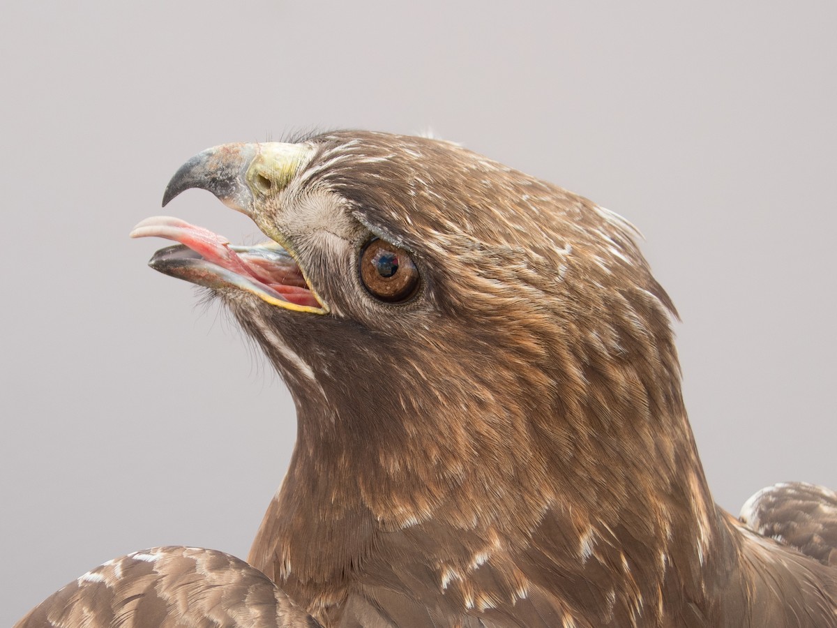 Red-tailed Hawk (calurus/abieticola) - ML617063431