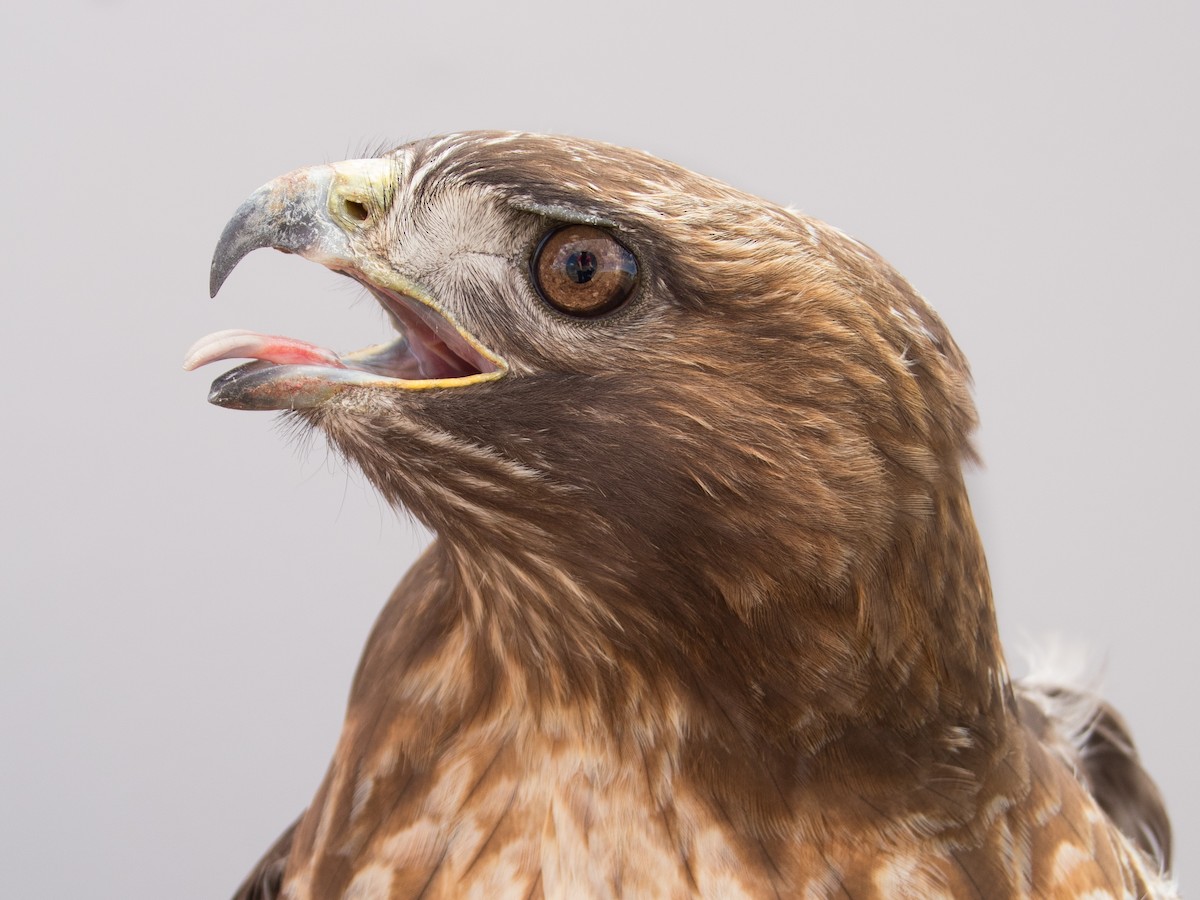 Red-tailed Hawk (calurus/abieticola) - ML617063432