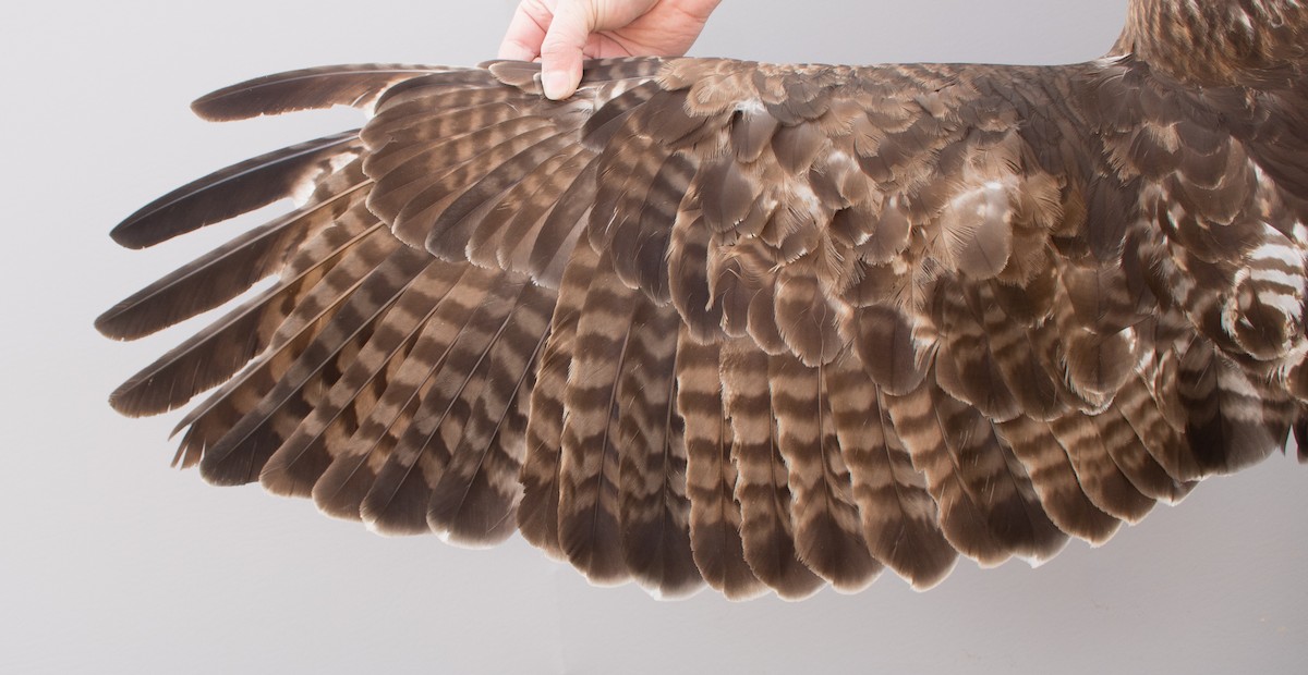 Red-tailed Hawk (calurus/abieticola) - ML617063437