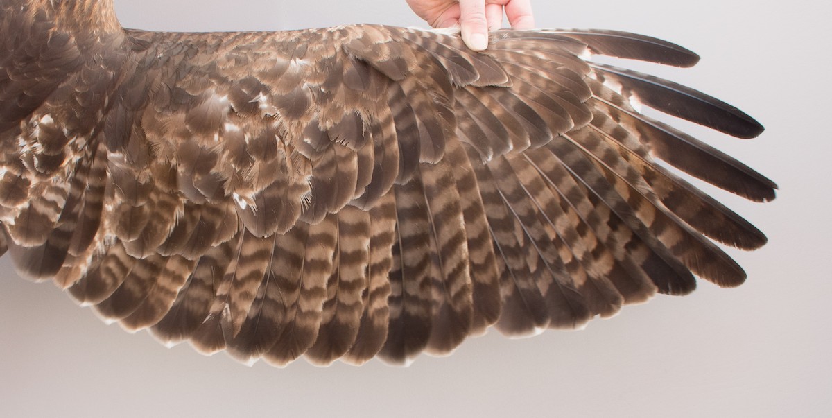 Red-tailed Hawk (calurus/abieticola) - ML617063443