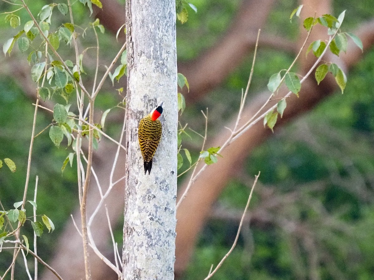 Green-barred Woodpecker - ML617063507