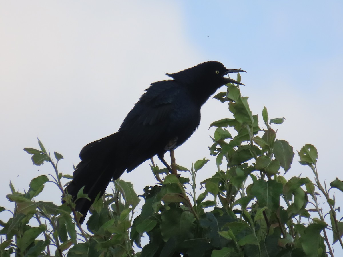 Great-tailed Grackle - ML617063619