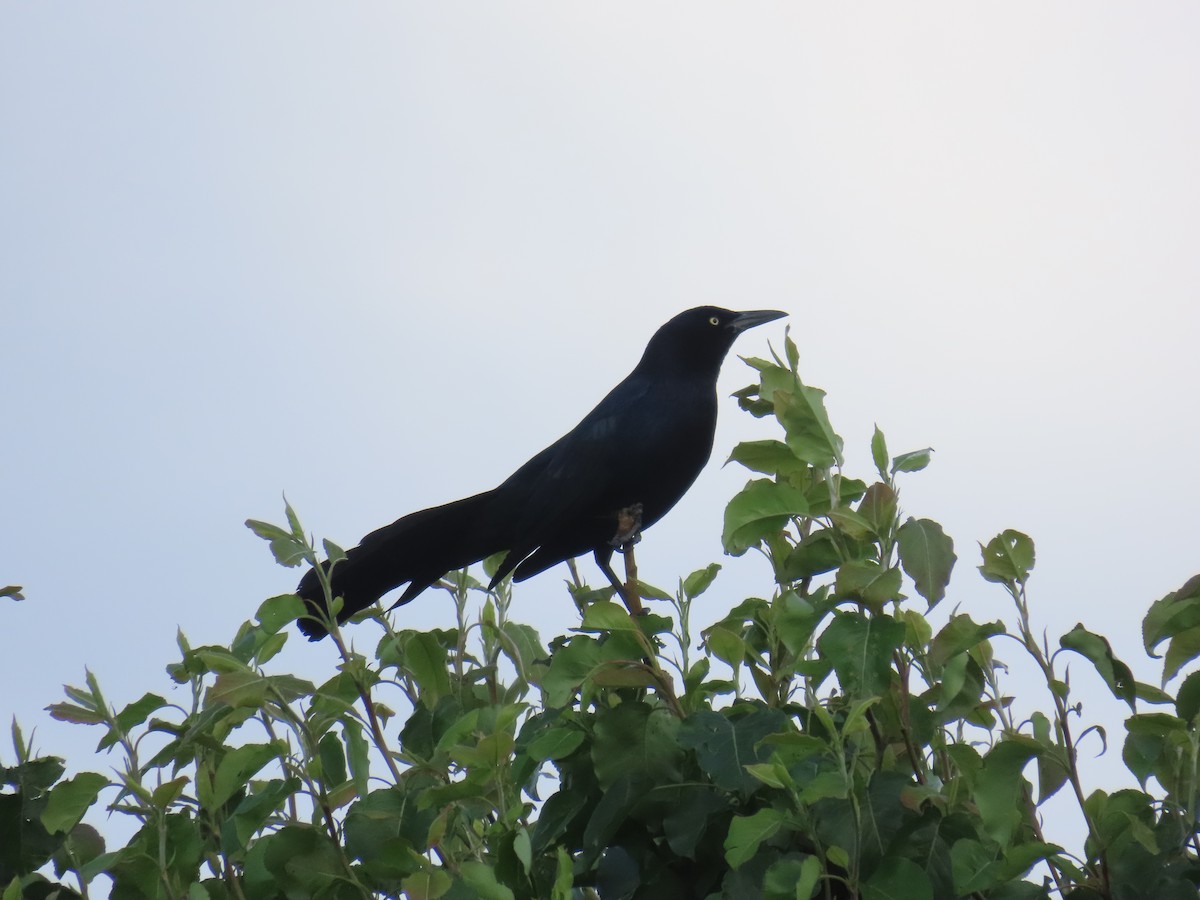 Great-tailed Grackle - ML617063621