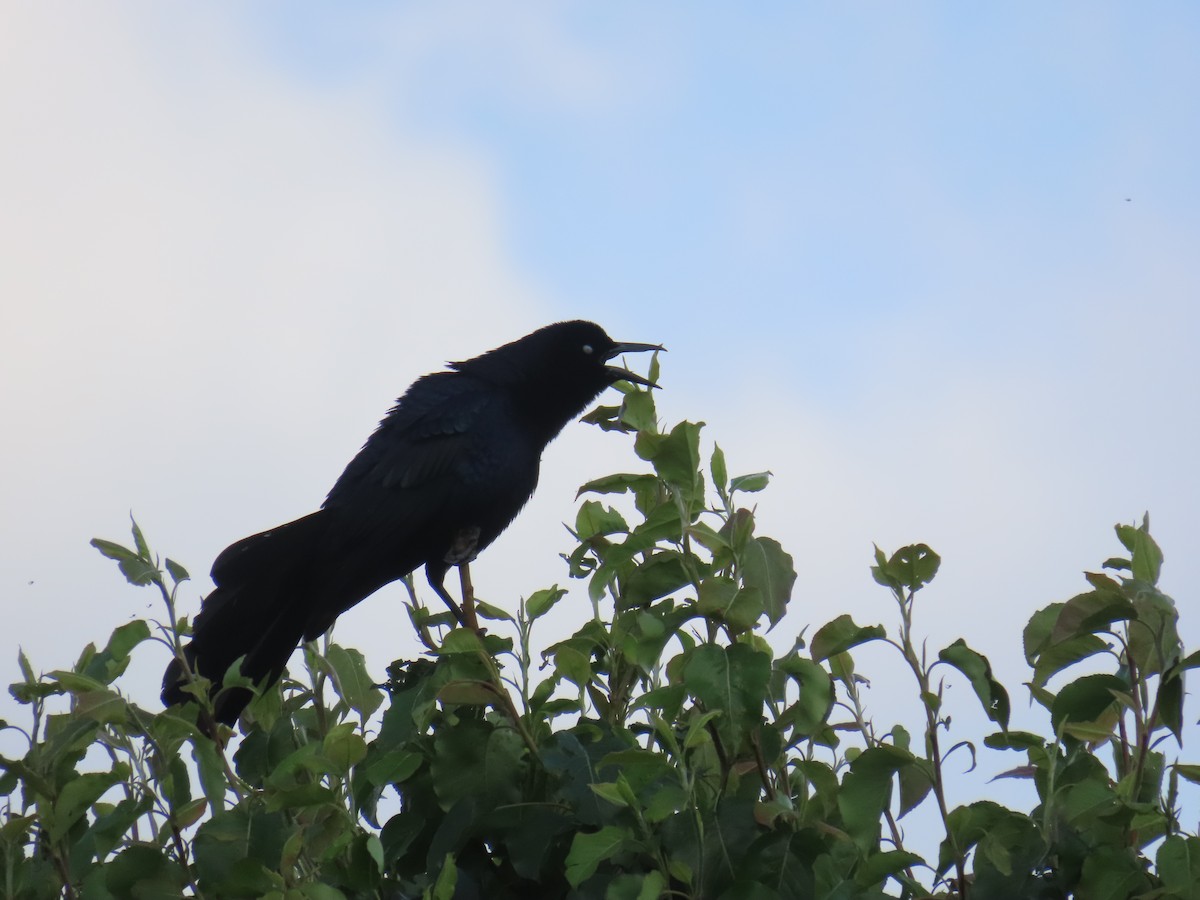 Great-tailed Grackle - ML617063622