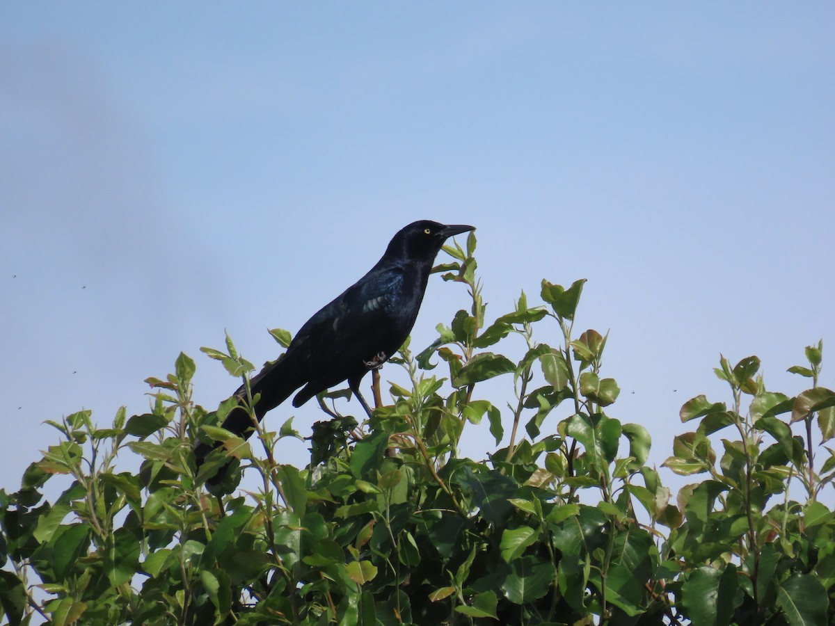 Great-tailed Grackle - ML617063623