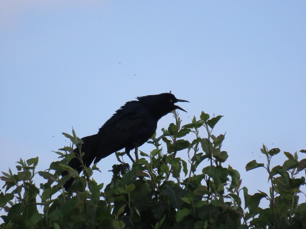 Great-tailed Grackle - ML617063624