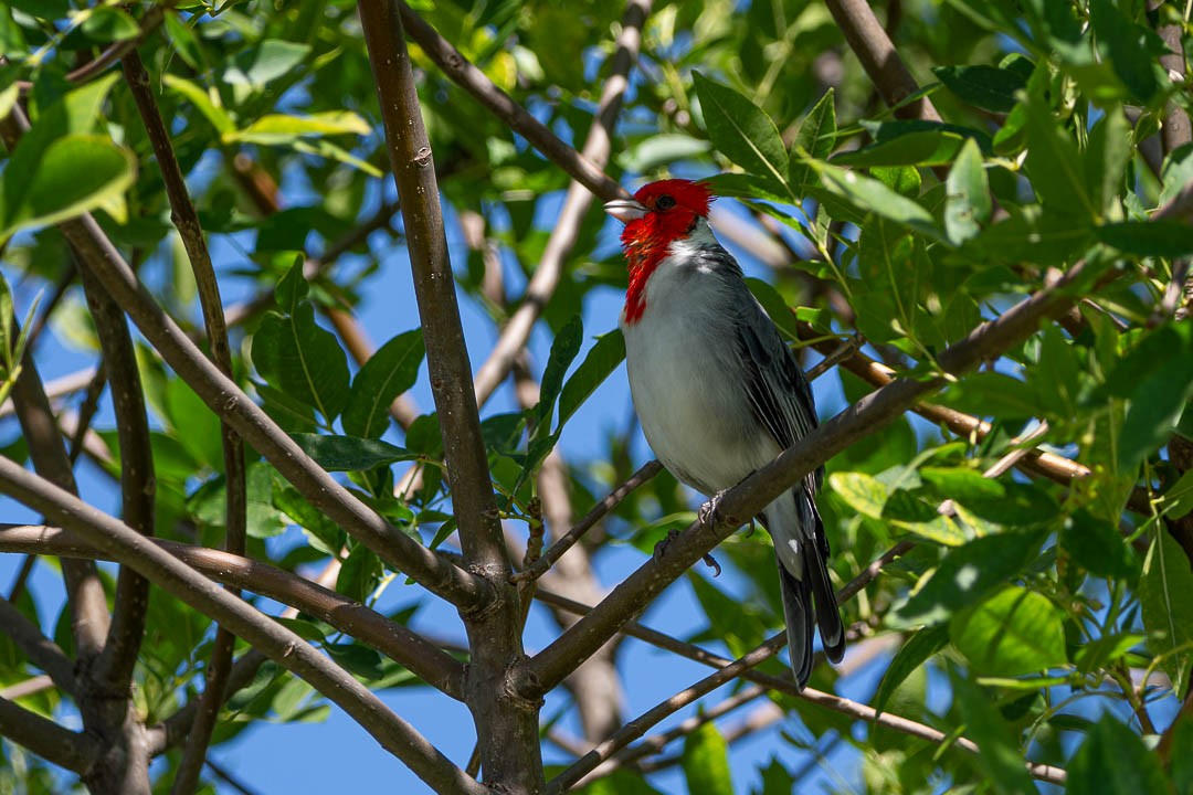 Red-crested Cardinal - ML617063690