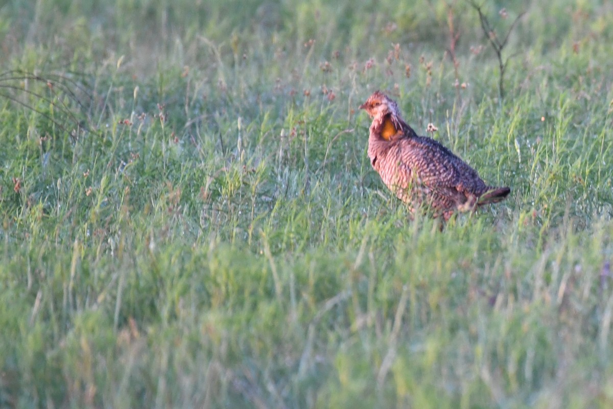 Greater Prairie-Chicken - ML617063703