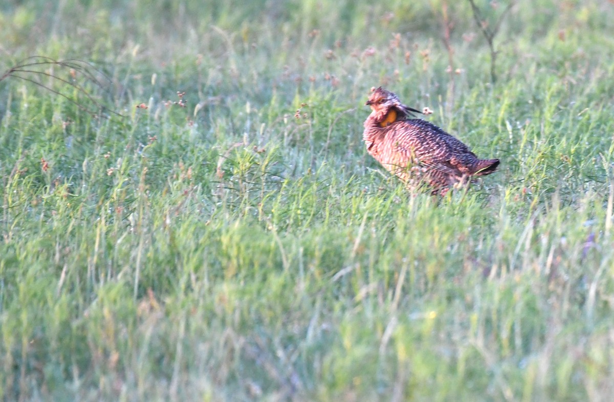 Greater Prairie-Chicken - ML617063704
